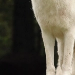 Виртуальная природа в игре Wolf Gold для застенчивых игроков