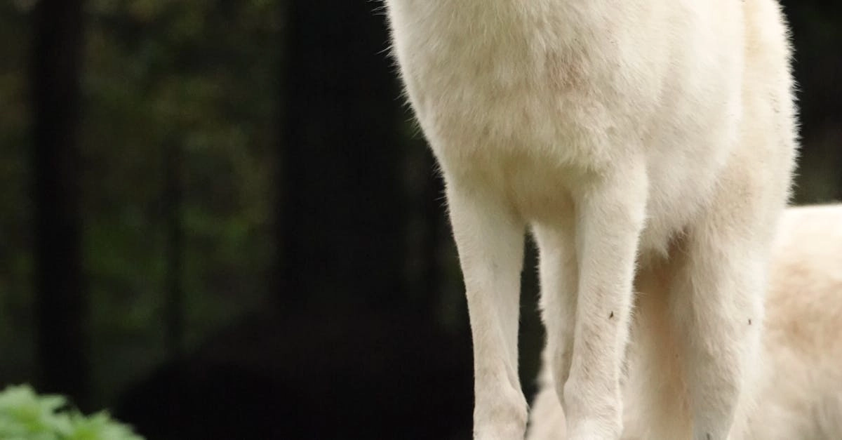 Виртуальная природа в игре Wolf Gold для застенчивых игроков