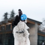 Тихие радости виртуальных слотов и размышления о Dog House