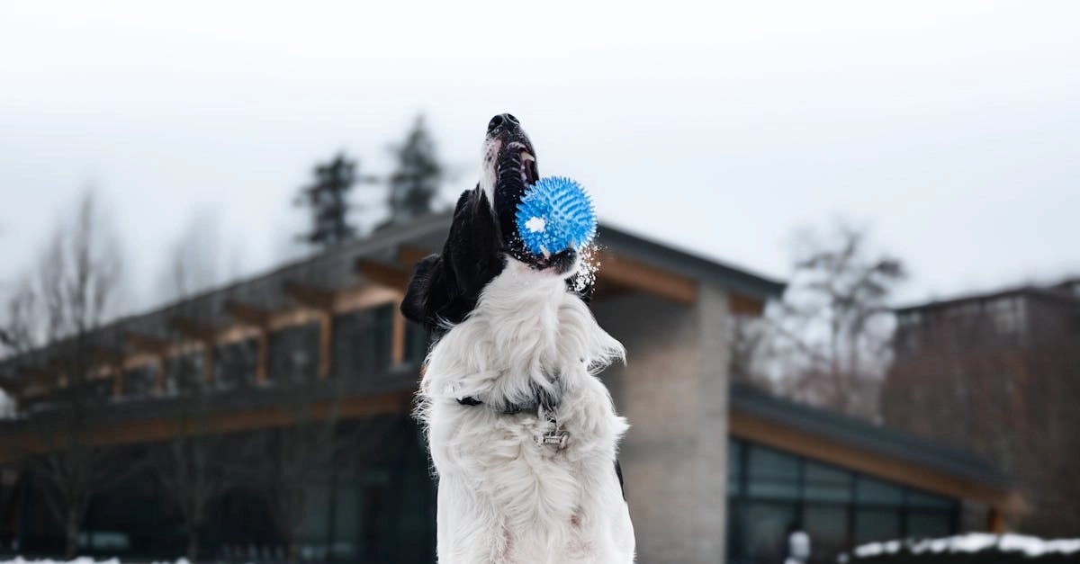 Тихие радости виртуальных слотов и размышления о Dog House