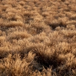 Виртуальный Дикий Запад в слот-игре для застенчивых игроков