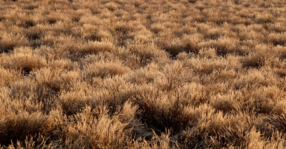 Виртуальный Дикий Запад в слот-игре для застенчивых игроков